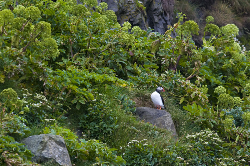 Atlantic Puffin